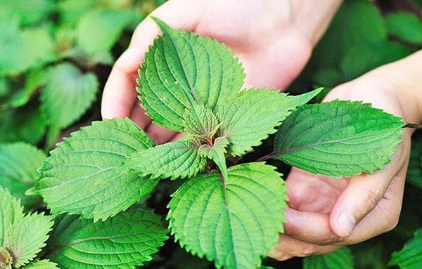 Tía tô là một thảo dược chứa nhiều chất chống oxy hóa tốt cho sức khoẻ Tía tô là một thảo dược chứa nhiều chất chống oxy hóa tốt cho sức khoẻ