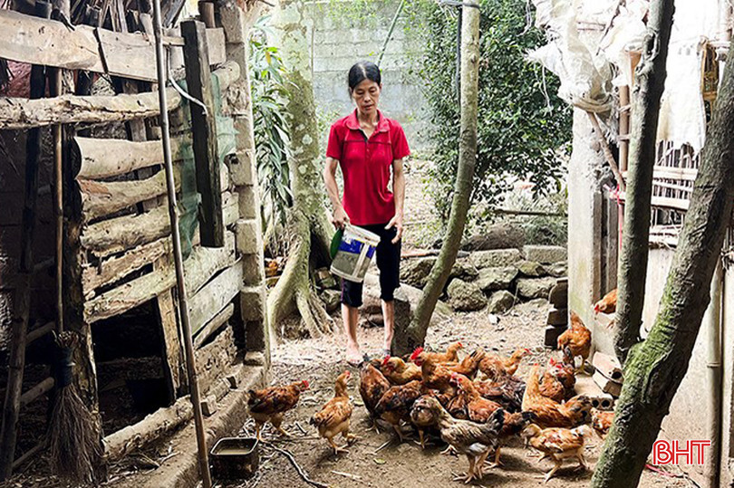 Đàn gà sinh kế 50 con của gia đình chị Trần Thị Giang (thôn Long Sơn, xã Tân Dân) sau gần 1 tháng thả nuôi đến nay phát triển tốt. 90.jpg