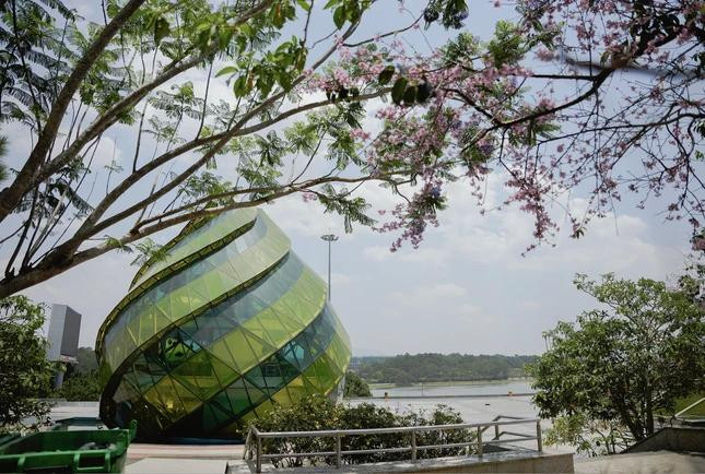 Hoa mai anh đào bên hồ Xuân Hương. Ảnh: Nguyễn Văn Hào.