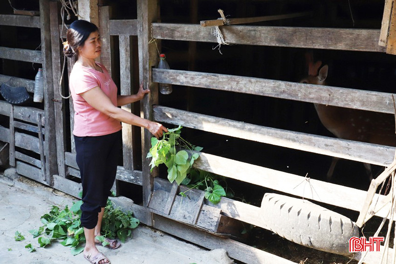 Đàn hươu của gia đình ông Cát thường xuyên duy trì từ 20- 25 con bht_br_img-0037-4867.jpg