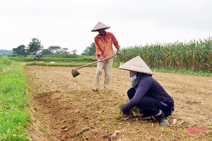 Gia đình ông Phan Văn Loan vừa làm đồng, vừa phải "canh trời" để kịp chạy trước khi có sấm sét. 1.jpg