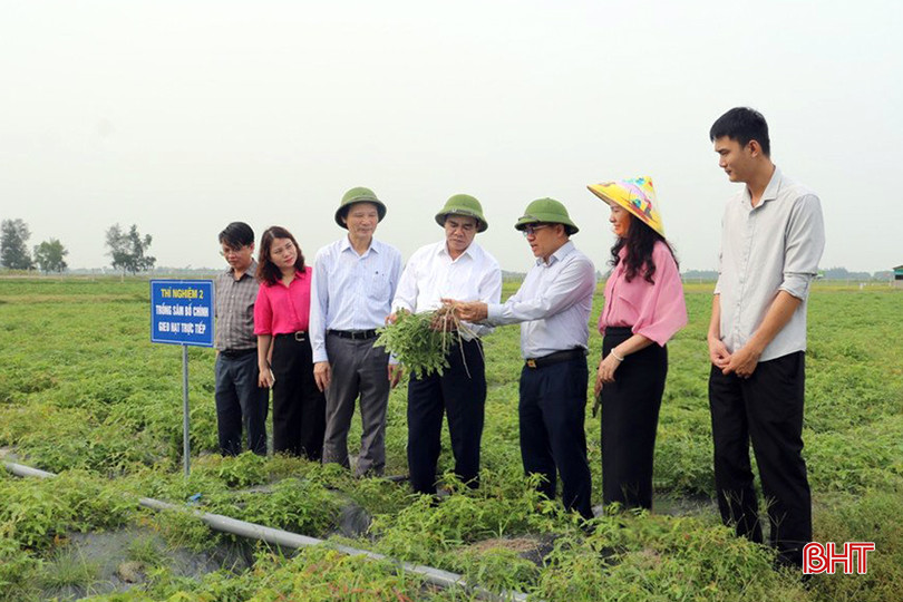 Chủ tịch UBND tỉnh Võ Trọng Hải tham quan dự án “Ứng dụng khoa học công nghệ xây dựng mô hình trồng thử nghiệm cây sâm bố chính (Hibiscus sagittifolius Kurz)" tại huyện Thạch Hà. 1.jpg