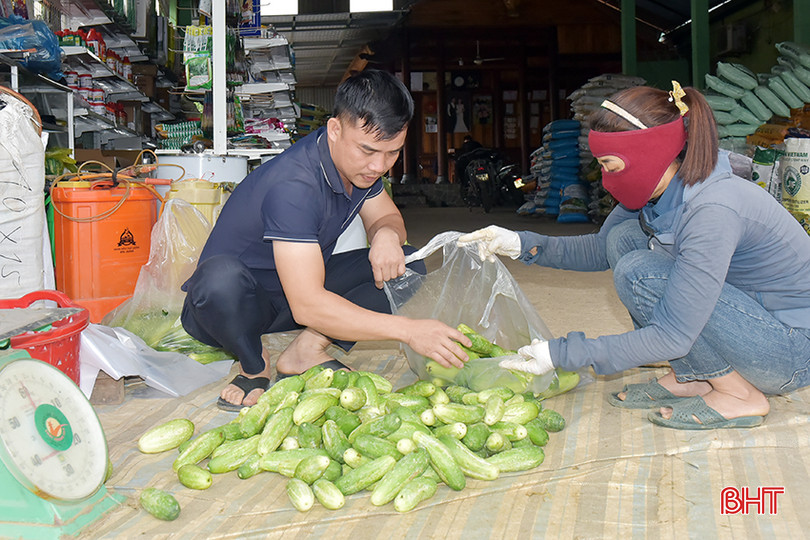Trung bình mỗi ngày HTX Nhật Hằng thu mua từ 5 – 10 tấn dưa chuột, cao điểm lên đến gần 30 tấn/ngày. 3.jpg