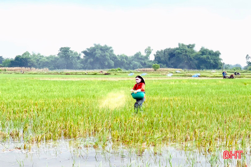 Hội Nông dân huyện Đức Thọ sử dụng chế phẩm xử lý rơm rạ. a2.jpg