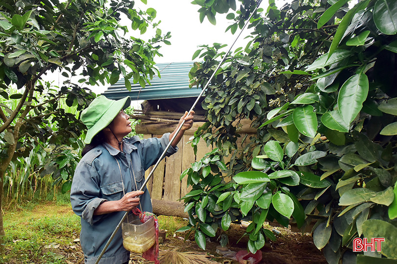 Chị Nguyễn Thị Minh hi vọng thời tiết sẽ không ảnh hưởng nhiều đến việc đậu quả của cây bưởi Phúc Trạch. 2.jpg