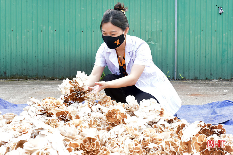 Hà Tĩnh đã hoàn thiện quy trình sản xuất nhiều loại nấm có tính dược liệu cao. Trong đó, nấm vân chi có khả năng chống khối u là 77%. 2.jpg
