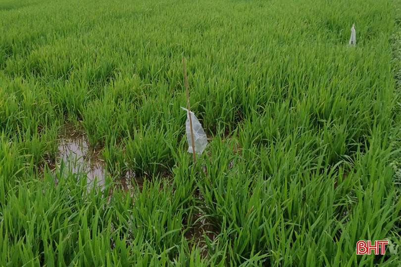 Ruộng lúa bị chuột cắn phá. 4.jpg