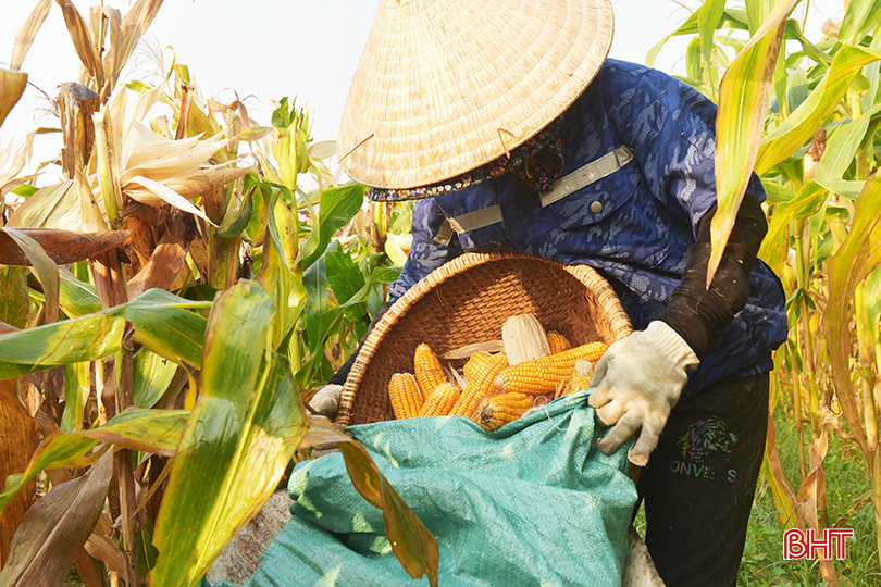 Huyện Hương Khê khuyến cáo người dân thu hoạch sớm diện tích ngô nhiễm bệnh để hạn chế bào tử nấm phát tán lên bắp ngô làm thối bắp, thối hạt. 5.jpg