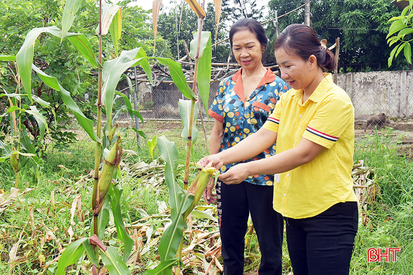 Quá trình trồng thử nghiệm, hội viên nông dân được hỗ trợ giống, kỹ thuật và tiêu thụ sản phẩm. 4.jpg