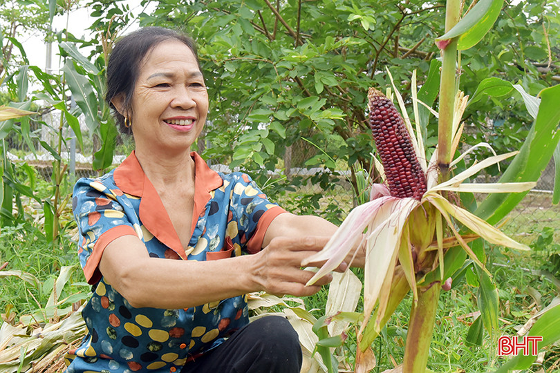 Bà Trương Thị Hạnh phấn khởi khi giống ngô mới cho hiệu quả kinh tế cao. 3.jpg