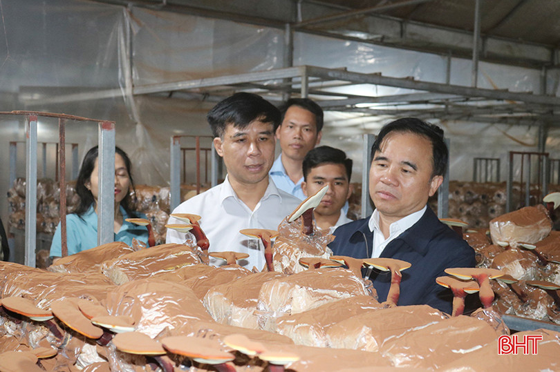 Cây nấm đang là một trong những sản phẩm nông nghiệp chủ lực của Hà Tĩnh. 4.jpg