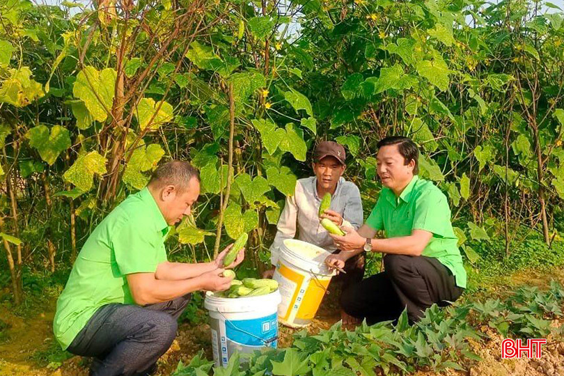 Nhân viên Hợp tác xã Sản xuất, kinh doanh Tổng hợp Nhật Hằng kiểm tra các mô hình trồng dưa liên kết ở Lộc Yên. 4.jpg
