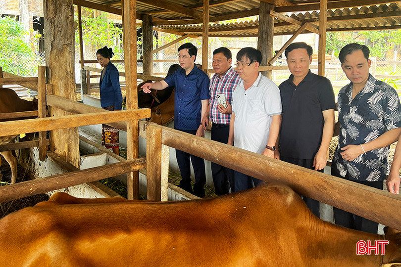 Đoàn công tác huyện Hương Khê đi thực tế mô hình nuôi bò nhốt tại huyện NaKai do huyện Hương Khê hỗ trợ. 2.jpg