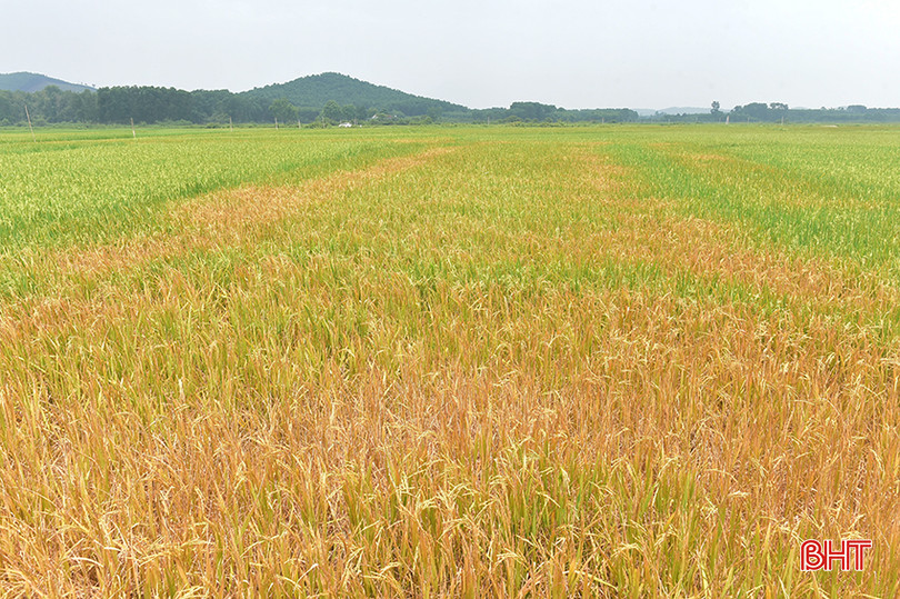 Trong 8 sào lúa có hiện tượng chết cháy, có 1 sào bị chết hoàn toàn. 4.jpg