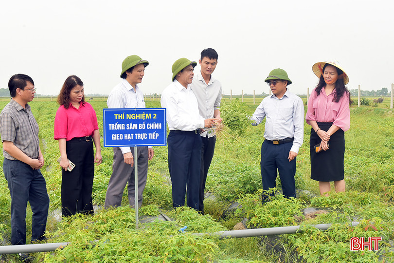 Bước đầu cho thấy cây sâm bố chính phù hợp với điều kiện thổ nhưỡng, khí hậu Hà Tĩnh. 4.jpg