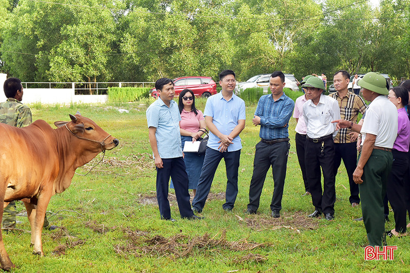 Đoàn đến kiểm tra mô hình nuôi bò tại xã Cẩm Dương. 1.jpg