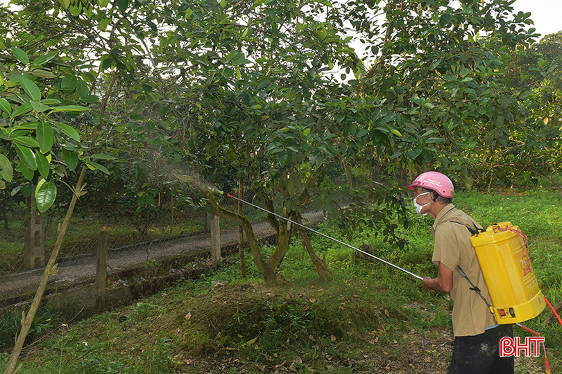 Ông Phan Khắc Thức (xã Hương Thủy) tập trung chăm sóc bưởi Phúc Trạch, tránh rụng quả non. a2.jpg