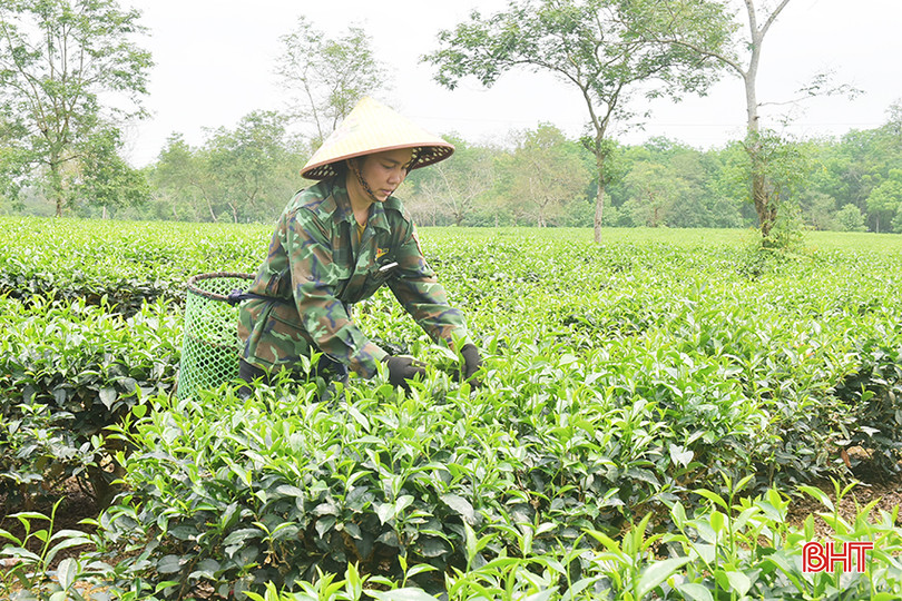 Chị Đậu Thị Nga (thôn Tân Trà, xã Hương Trà) đã chuẩn bị các phương án bảo vệ 1 ha chè khi xảy ra hạn hán. a4.jpg