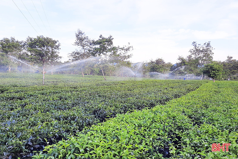 90 ha chè ở Hương Khê đã được đầu tư hệ thống tưới hiện đại. a3.jpg