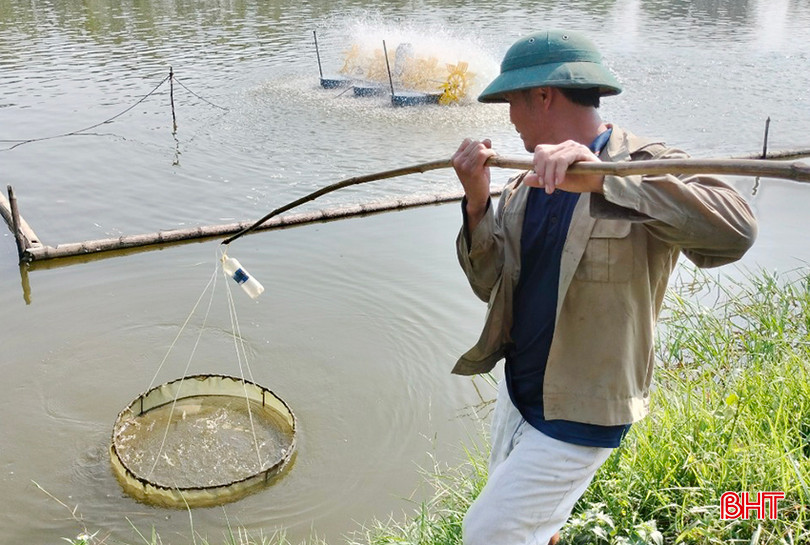 Người nuôi tôm thẻ chân trắng trong ao nước ngọt ở Lộc Hà thường xuyên kiểm tra, theo dõi mọi diễn biến trong ao nuôi. 4 (2).jpg