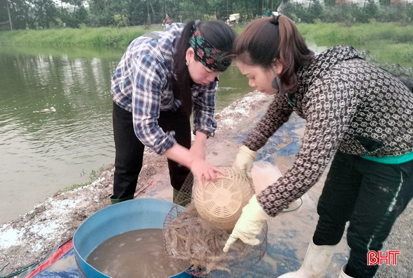 Tôm có trọng lượng dưới 50 con/kg được anh Châu bán cho tiểu thương với giá 200 nghìn đồng/kg. 6 (3).jpg