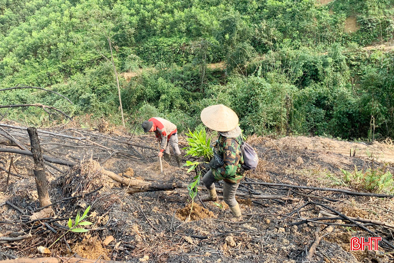 Người trồng rừng ở Hương Minh (Vũ Quang) trồng lại keo tràm sau chu kỳ khai thác. 2 - Copy.jpg