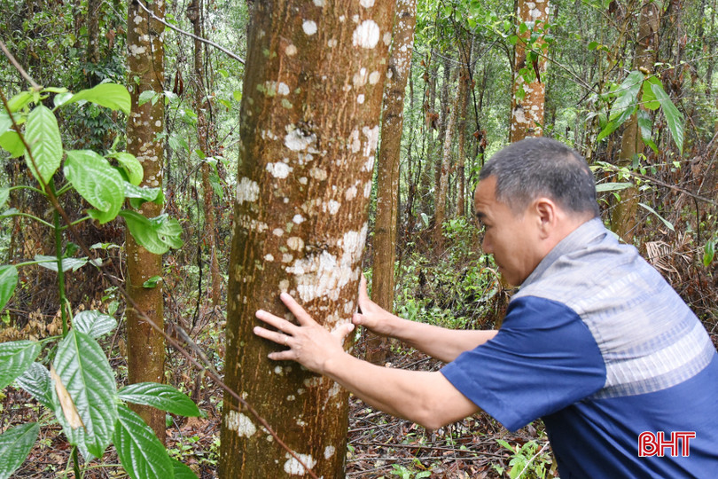 Những rừng keo tràm lâu năm, thân lớn như thế này hiện đang rất ít ở Hà Tĩnh, chủ yếu nằm ở những vị trí khó khai thác. Trong ảnh là ở xã Gia Phố, huyện Hương Khê. DSC_4223 - Copy.JPG