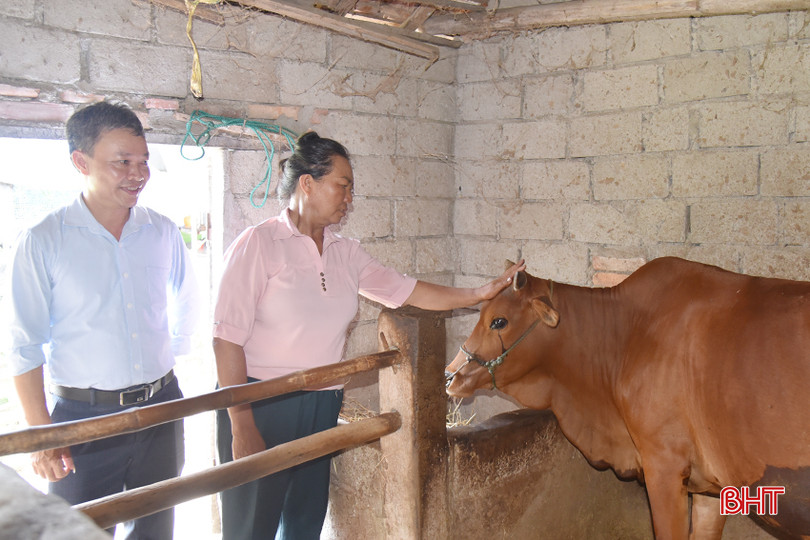 Con bò nái sinh sản này là "chìa khóa" để bà Đặng Thị Cuối (ở xã Ích Hậu) thoát nghèo bền vững. DSC_7320 - Copy.JPG