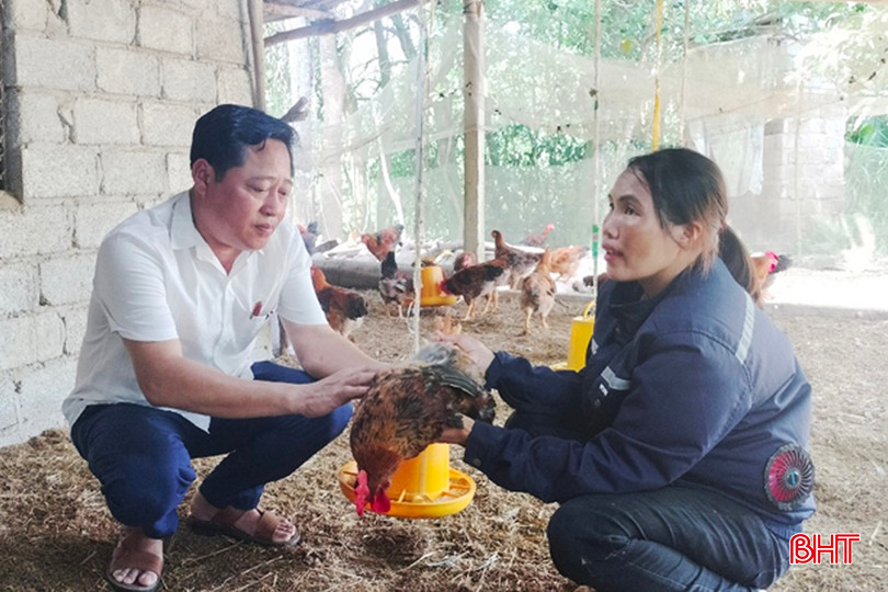 Trưởng phòng LĐ-TB&XH huyện Lộc Hà Nguyễn Ngọc Thạch trao đổi với hộ cận nghèo ở Hồng Lộc về kinh nghiệm chăn nuôi, cách phát huy hiệu quả các mô hình sinh kế để thoát nghèo hiệu quả. gà Hồng Lộc - Copy.jpg