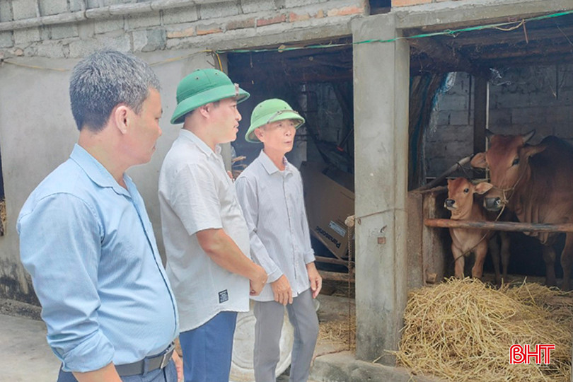 Lãnh đạo Phòng LĐ-TB&XH huyện Lộc Hà đi kiểm tra, đánh giá mô hình nuôi bò nái của ông Nguyễn Văn Thủy (xã Ích Hậu). kiểm tra bò sinh kế hộ Nguyễn Văn Thủy ở Ích Hậu - Copy.jpg