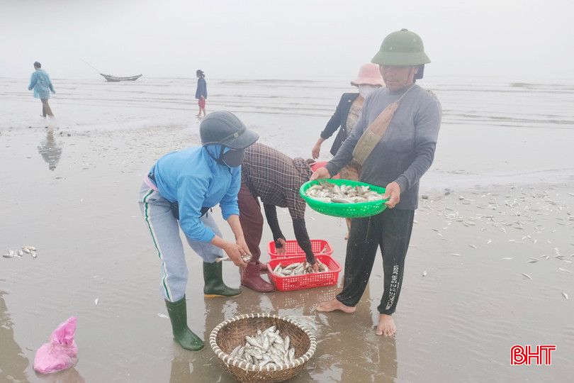Các thương lái đến thu mua cá ngay tại bãi biển. 3 - Copy.jpg