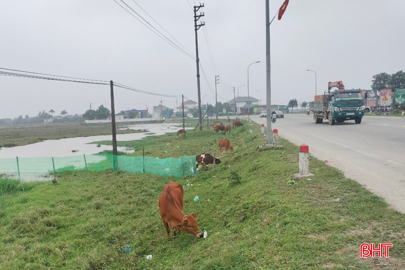 Bất chấp nguy cơ dịch bệnh lây lan, những đàn bò vẫn được thả rông ở khu vực giáp giữa xã Mai Phụ với Thạch Mỹ và Hộ Độ. 1 - Copy.jpg