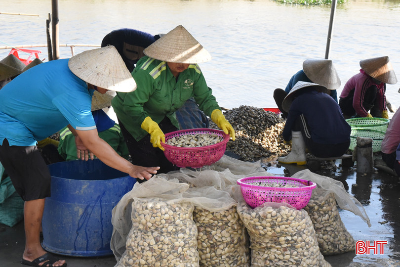 Người nuôi ngao ở Mai Phụ (Lộc Hà) tập kết ngao chờ xe thu mua. DSC_1833 - Copy.JPG