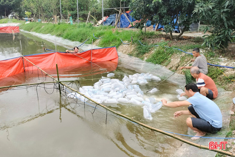 Anh Trần Phi Châu (xã Phù Lưu) thả giống tôm thẻ chân trắng trong ao nuôi nước ngọt vụ xuân hè. 2 - Copy.jpg
