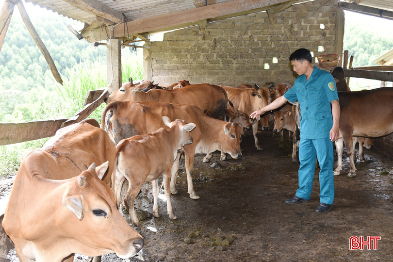 Mô hình chăn nuôi bò kết hợp trồng cây ăn quả, nuôi cá cho thu nhập hàng trăm triệu đồng của anh Đoàn Văn Trung - Chỉ huy trưởng Ban CHQS xã Kỳ Sơn (huyện Kỳ Anh). 3 - Copy.JPG