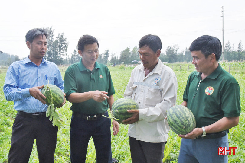 Dưa hấu hữu cơ "bén rễ" trên vùng đất pha cát của xã Thịnh Lộc, hứa hẹn sẽ được sản xuất đại trà ở những vùng đất màu ở các địa phương: thị trấn Lộc Hà, Thạch Mỹ, Bình An, Thạch Châu... DSC_6351 - Copy.JPG