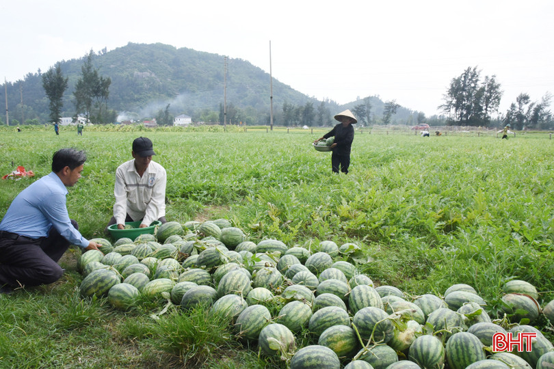 Người dân tập kết dưa để chờ xe của Công ty Quế Lâm đến thu mua. DSC_6331 - Copy.JPG