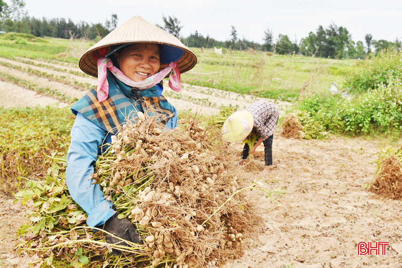Lạc được mùa nên chị Dương Thị Khương (xã Thịnh Lộc) rất phấn khởi khi thu hoạch. DSC_6944 - Copy.JPG