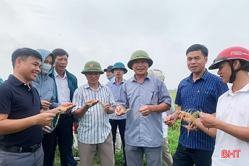 Lãnh đạo phòng, ngành và các xã tham quan mô hình sản xuất lúa hữu cơ liên kết với Công ty CP Tập đoàn Quế Lâm tại xã Hồng Lộc. 4 - Copy.jpg
