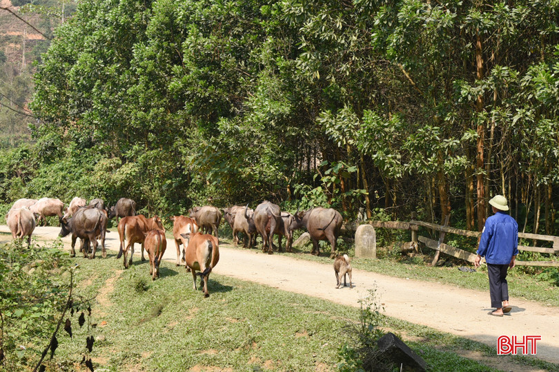 Sinh kế phát triển, thôn bản bình yên nơi bản Phú Lâm (Phú Gia). DSC_1347 - Copy.JPG
