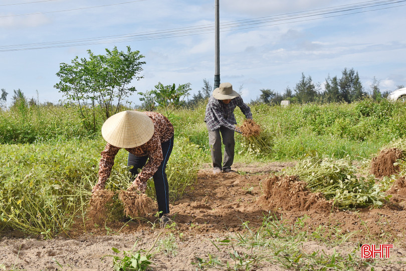 Bà con nông dân thôn Nam Sơn (xã Thịnh Lộc) hối hả thu hoạch lạc xuân tại các ruộng đất pha cát. DSC_2137 - Copy.JPG