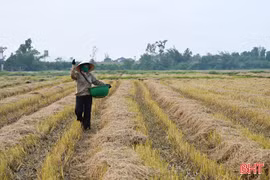 Ứng dụng công nghệ sinh học biến rơm rạ thành phân bón hữu cơ