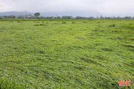 Nhiều diện tích lúa xuân ở Hà Tĩnh đổ ngã do mưa lớn