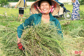 Chạy đua với bão, cơ bản hoàn thành thu hoạch lúa cạn ở Hương Khê