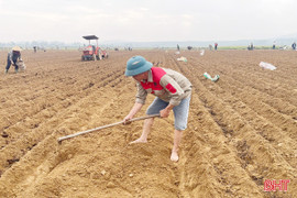 Liên kết sản xuất mở đường cho nông dân vùng biên giảm nghèo