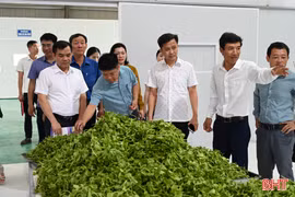 Khi nông sản địa phương được "nâng hạng" bằng công nghệ