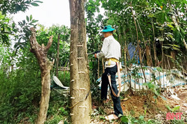 Khoan, đục thân cây - lợi bất cập hại trong khai thác dó trầm
