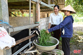 Người dân vùng rốn lũ Hương Khê nuôi dê để thoát nghèo