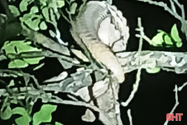 Người dân phát hiện động vật hoang dã đi lạc… trong vườn