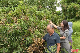 Nhãn sai quả, nông dân Hà Tĩnh phấn khởi thu hoạch